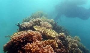 IMG-20250608-WA0085